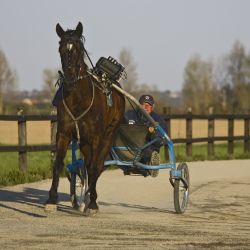 Endoscopie à l'effort sur un trotteur