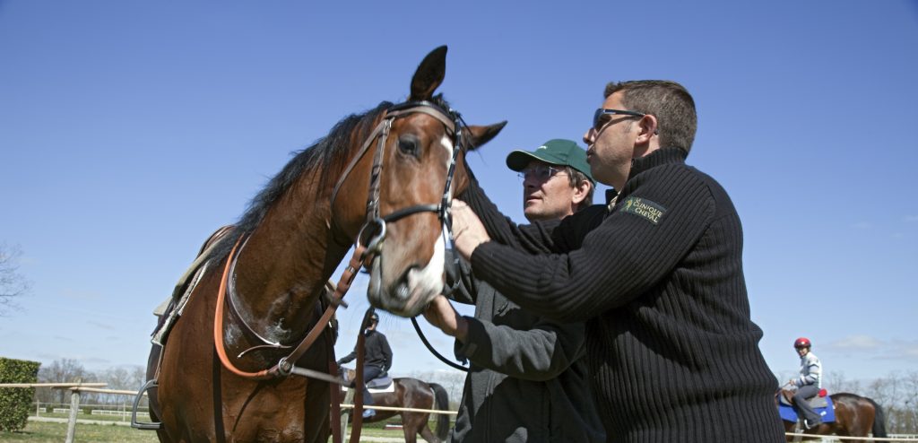 Activites Du Chv La Clinique Du Cheval