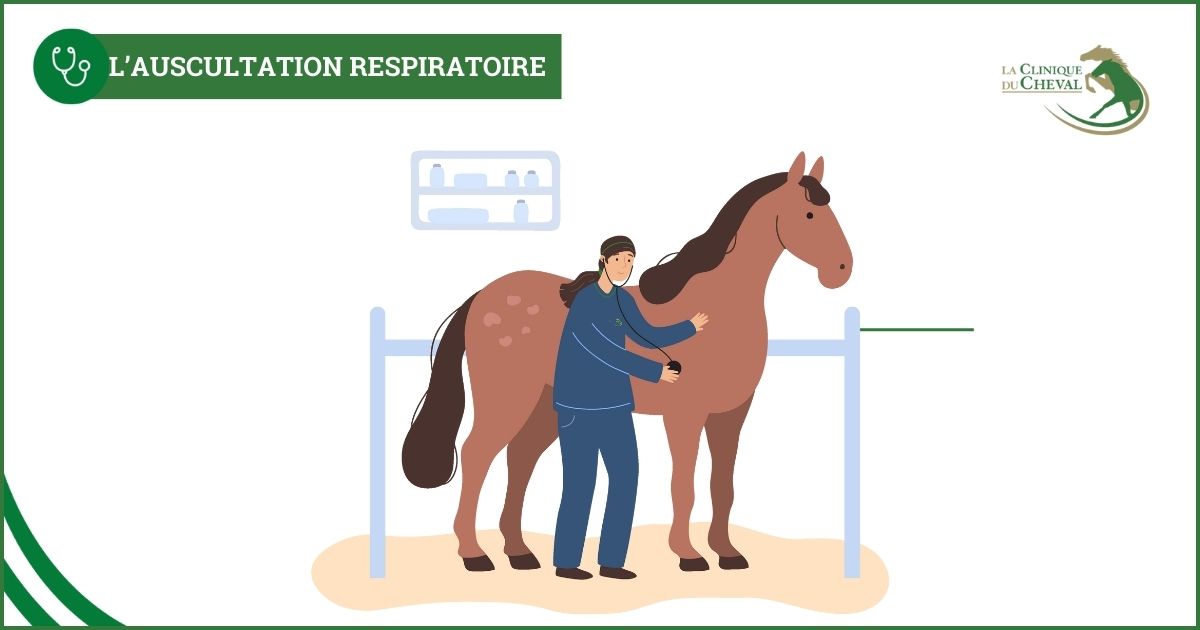 auscultation respiratoire du cheval