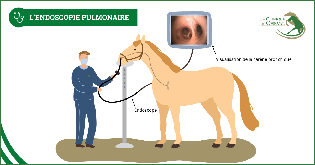 Endoscopie pulmonaire chez le cheval