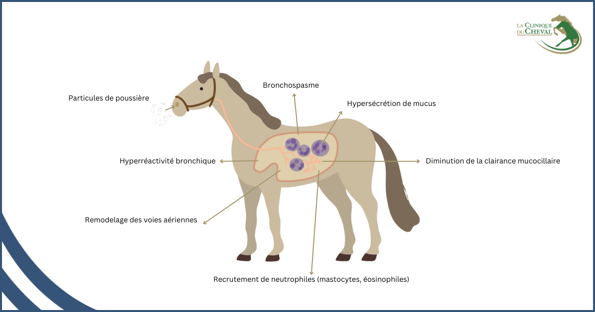 Schéma explicatif de l'asthme chez le cheval