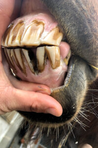 Dentition cheval I La Clinique du Cheval