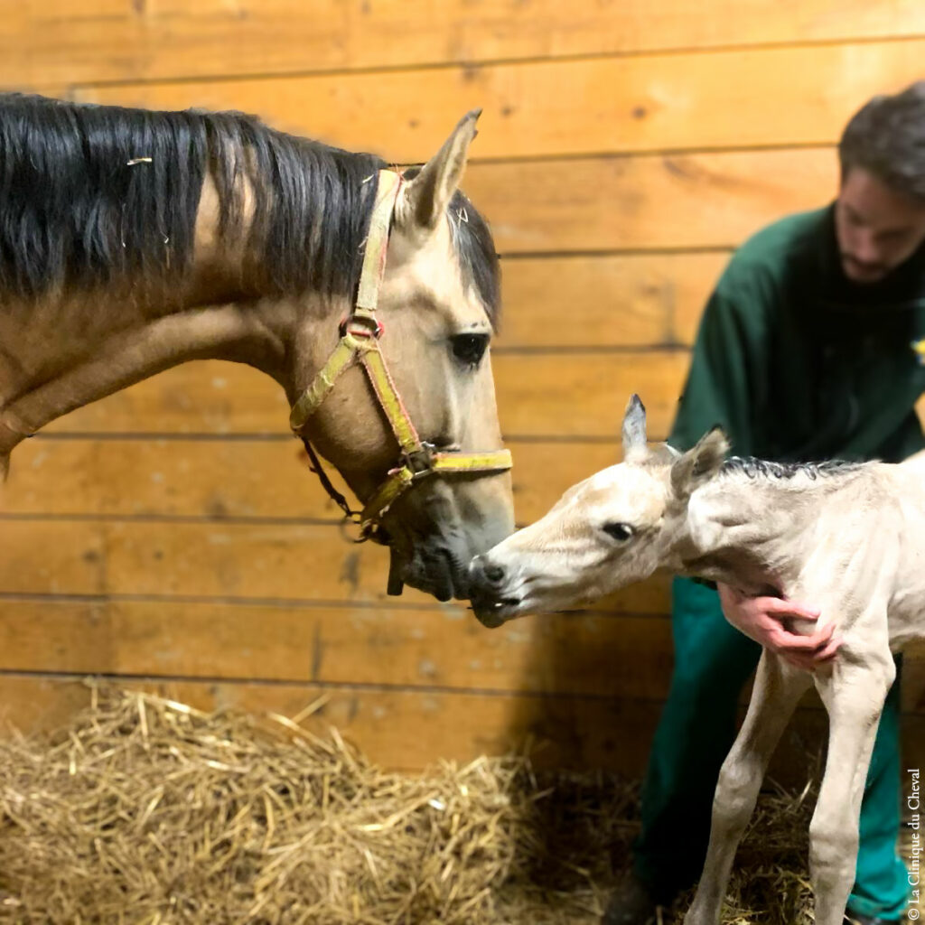 Poulain et sa mere I La Clinique du Cheval