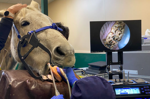 Le check up dentaire équin